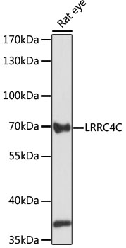 LRRC4C Antibody - Western blot analysis of extracts of rat eye, using LRRC4C antibody at 1:1000 dilution. The secondary antibody used was an HRP Goat Anti-Rabbit IgG (H+L) at 1:10000 dilution. Lysates were loaded 25ug per lane and 3% nonfat dry milk in TBST was used for blocking. An ECL Kit was used for detection and the exposure time was 60s.