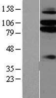 LRRC4C Protein - Western validation with an anti-DDK antibody * L: Control HEK293 lysate R: Over-expression lysate