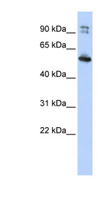 LRRC50 Antibody - LRRC50 antibody Western blot of HepG2 cell lysate. This image was taken for the unconjugated form of this product. Other forms have not been tested.