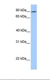 LRRC50 Antibody - 721_B cell lysate. Antibody concentration: 1.0 ug/ml. Gel concentration: 12%.  This image was taken for the unconjugated form of this product. Other forms have not been tested.