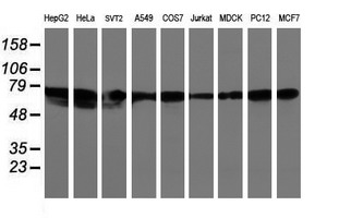 LRRC50 Antibody - Western blot of extracts (35 ug) from 9 different cell lines by using g anti-LRRC50 monoclonal antibody (HepG2: human; HeLa: human; SVT2: mouse; A549: human; COS7: monkey; Jurkat: human; MDCK: canine; PC12: rat; MCF7: human).