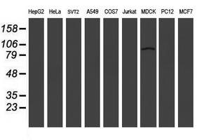 LRRC50 Antibody - Western blot of extracts (35 ug) from 9 different cell lines by using g anti-LRRC50 monoclonal antibody (HepG2: human; HeLa: human; SVT2: mouse; A549: human; COS7: monkey; Jurkat: human; MDCK: canine; PC12: rat; MCF7: human).