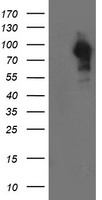 LRRC50 Antibody - HEK293T cells were transfected with the pCMV6-ENTRY control (Left lane) or pCMV6-ENTRY LRRC50 (Right lane) cDNA for 48 hrs and lysed. Equivalent amounts of cell lysates (5 ug per lane) were separated by SDS-PAGE and immunoblotted with anti-LRRC50.
