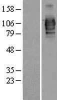 LRRC50 Protein - Western validation with an anti-DDK antibody * L: Control HEK293 lysate R: Over-expression lysate