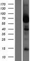 LRRC56 Protein - Western validation with an anti-DDK antibody * L: Control HEK293 lysate R: Over-expression lysate