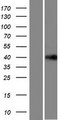 LRRC58 Protein - Western validation with an anti-DDK antibody * L: Control HEK293 lysate R: Over-expression lysate