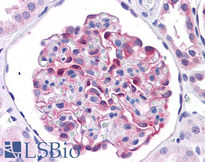 LRRC59 Antibody - Anti-LRRC59 antibody IHC of human kidney. Immunohistochemistry of formalin-fixed, paraffin-embedded tissue after heat-induced antigen retrieval. Antibody concentration 5 ug/ml.  This image was taken for the unconjugated form of this product. Other forms have not been tested.