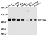 LRRC59 Antibody - Western blot analysis of extracts of various cell lines, using LRRC59 antibody at 1:1000 dilution. The secondary antibody used was an HRP Goat Anti-Rabbit IgG (H+L) at 1:10000 dilution. Lysates were loaded 25ug per lane and 3% nonfat dry milk in TBST was used for blocking. An ECL Kit was used for detection and the exposure time was 5s.