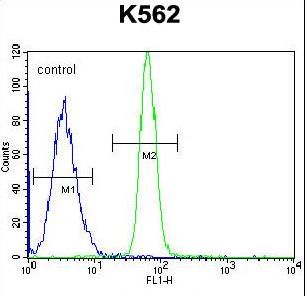 LRRC63 Antibody - LRRC63 Antibody flow cytometry of K562 cells (right histogram) compared to a negative control cell (left histogram). FITC-conjugated goat-anti-rabbit secondary antibodies were used for the analysis.