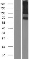 LRRC66 Protein - Western validation with an anti-DDK antibody * L: Control HEK293 lysate R: Over-expression lysate