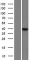 LRRC69 Protein - Western validation with an anti-DDK antibody * L: Control HEK293 lysate R: Over-expression lysate