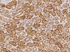 LRRC74A Antibody - Immunochemical staining of human C14orf166B in human kidney with rabbit polyclonal antibody at 1:100 dilution, formalin-fixed paraffin embedded sections.