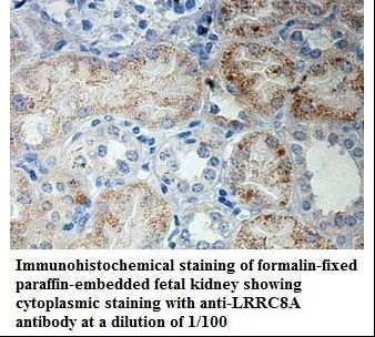 LRRC8A / LRRC8 Antibody