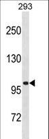 LRRC8A / LRRC8 Antibody - LRRC8A Antibody western blot of 293 cell line lysates (35 ug/lane). The LRRC8A antibody detected the LRRC8A protein (arrow).