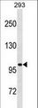 LRRC8A / LRRC8 Antibody - LRRC8A Antibody western blot of 293 cell line lysates (35 ug/lane). The LRRC8A antibody detected the LRRC8A protein (arrow).