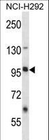 LRRC8B Antibody - LRRC8B Antibody (N-term ) western blot of NCI-H292 cell line lysates (35 ug/lane). The LRRC8B antibody detected the LRRC8B protein (arrow).