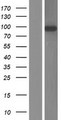 LRRC8B Protein - Western validation with an anti-DDK antibody * L: Control HEK293 lysate R: Over-expression lysate