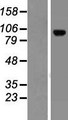 LRRC8C Protein - Western validation with an anti-DDK antibody * L: Control HEK293 lysate R: Over-expression lysate