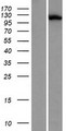LRRCC1 Protein - Western validation with an anti-DDK antibody * L: Control HEK293 lysate R: Over-expression lysate