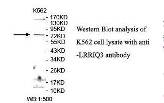 LRRIQ3 Antibody