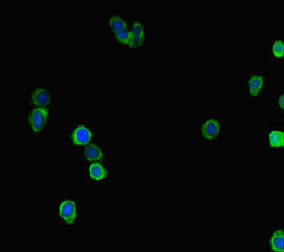 LRRIQ3 Antibody - Immunofluorescent analysis of HepG-2 cells diluted at 1:100 and Alexa Fluor 488-congugated AffiniPure Goat Anti-Rabbit IgG(H+L)