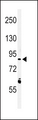 LRRN3 Antibody - Western blot of LRRN3 Antibody in K562 cell line lysates (35 ug/lane). LRRN3 (arrow) was detected using the purified antibody.