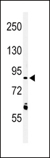 LRRN3 Antibody - Western blot of LRRN3 Antibody in K562 cell line lysates (35 ug/lane). LRRN3 (arrow) was detected using the purified antibody.