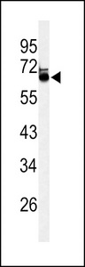 LRRTM1 Antibody - Western blot of LRRTM1 Antibody in mouse brain tissue lysates (35 ug/lane). LRRTM1 (arrow) was detected using the purified antibody.