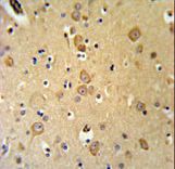LRRTM1 Antibody - LRRTM1 Antibody IHC of formalin-fixed and paraffin-embedded brain tissue followed by peroxidase-conjugated secondary antibody and DAB staining.