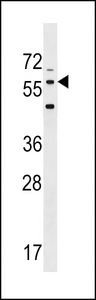 LRRTM2 Antibody - Western blot of lysate from human brain tissue lysate, using LRRTM2 Antibody. Antibody was diluted at 1:1000 at each lane. A goat anti-rabbit IgG H&L (HRP) at 1:5000 dilution was used as the secondary antibody. Lysate at 35ug per lane.