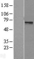 LRRTM3 Protein - Western validation with an anti-DDK antibody * L: Control HEK293 lysate R: Over-expression lysate