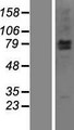 LRSAM1 Protein - Western validation with an anti-DDK antibody * L: Control HEK293 lysate R: Over-expression lysate