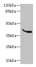 LRTM1 Antibody - Western blot All lanes: LRTM1 antibody at 0.4µg/ml + K562 whole cell lysate Secondary Goat polyclonal to rabbit IgG at 1/10000 dilution Predicted band size: 39, 30 kDa Observed band size: 39 kDa