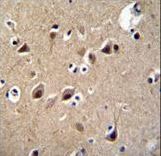 LRTM2 Antibody - LRTM2 Antibody immunohistochemistry of formalin-fixed and paraffin-embedded human brain tissue followed by peroxidase-conjugated secondary antibody and DAB staining.