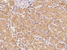 LRTM2 Antibody - Immunochemical staining of human LRTM2 in human kidney with rabbit polyclonal antibody at 1:300 dilution, formalin-fixed paraffin embedded sections.