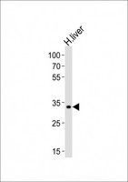 LRTOMT Antibody - Western blot of lysate from human liver tissue lysate, using LRTOMT antibody diluted at 1:4000. A goat anti-rabbit IgG H&L (HRP) at 1:10000 dilution was used as the secondary antibody. Lysate at 20 ug.