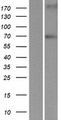 LRWD1 Protein - Western validation with an anti-DDK antibody * L: Control HEK293 lysate R: Over-expression lysate