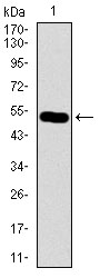 Ls173753 Antibody - Western blot using C17ORF53 monoclonal antibody against human C17ORF53 recombinant protein. (Expected MW is 51.9 kDa)
