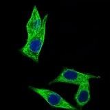 Ls173753 Antibody - Immunofluorescence of HepG2 cells using C17ORF53 mouse monoclonal antibody (green). Blue: DRAQ5 fluorescent DNA dye.