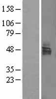 LSAMP / LAMP Protein - Western validation with an anti-DDK antibody * L: Control HEK293 lysate R: Over-expression lysate