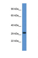 LSD / DNASE1L3 Antibody - DNASE1L3 antibody Western blot of Placenta lysate. Antibody concentration 1 ug/ml.  This image was taken for the unconjugated form of this product. Other forms have not been tested.