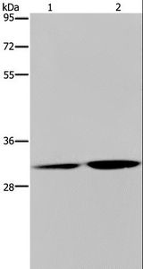 LSD / DNASE1L3 Antibody - Western blot analysis of HT-29 cell and human placenta tissue, using DNASE1L3 Polyclonal Antibody at dilution of 1:450.