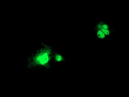 LSM1 Antibody - Anti-LSM1 mouse monoclonal antibody immunofluorescent staining of COS7 cells transiently transfected by pCMV6-ENTRY LSM1.