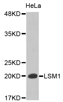 LSM1 Antibody - Western blot analysis of extracts of HeLa cell lines, using LSM1 antibody.