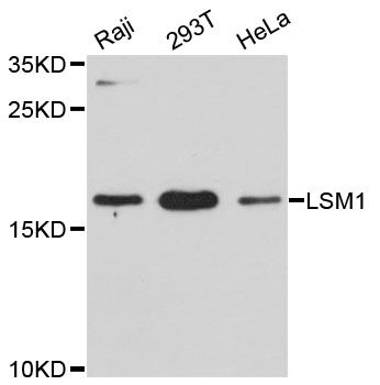 LSM1 Antibody - Western blot analysis of extracts of various cell lines, using LSM1 antibody at 1:3000 dilution. The secondary antibody used was an HRP Goat Anti-Rabbit IgG (H+L) at 1:10000 dilution. Lysates were loaded 25ug per lane and 3% nonfat dry milk in TBST was used for blocking. An ECL Kit was used for detection and the exposure time was 30s.