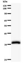LSM10 Antibody - Western blot of immunized recombinant protein using LSM10 antibody.