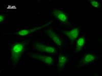 LSM10 Antibody - Immunostaining analysis in HeLa cells. HeLa cells were fixed with 4% paraformaldehyde and permeabilized with 0.1% Triton X-100 in PBS. The cells were immunostained with anti-LSM10 mAb.