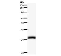 LSM10 Antibody - Western blot analysis of immunized recombinant protein, using anti-LSM10 monoclonal antibody.
