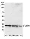 LSM12 Antibody - Detection of human and mouse LSM12 by western blot. Samples: Whole cell lysate (50 µg) from HeLa, HEK293T, Jurkat, mouse TCMK-1, and mouse NIH 3T3 cells prepared using NETN lysis buffer. Antibodies: Affinity purified rabbit anti-LSM12 antibody used for WB at 0.1 µg/ml. Detection: Chemiluminescence with an exposure time of 10 seconds.