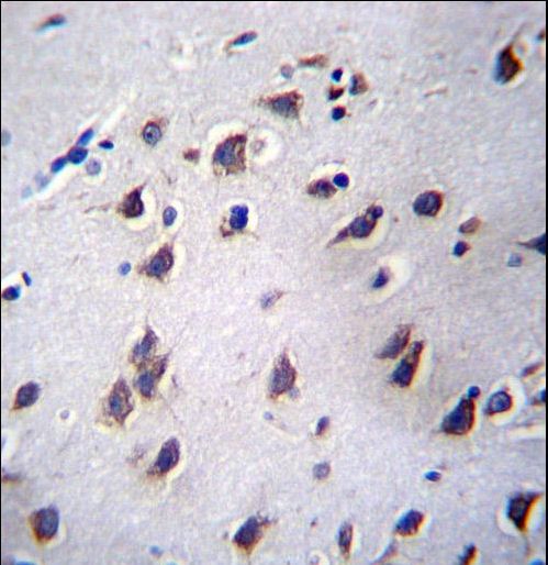 LSM12 Antibody - LSM12 Antibody immunohistochemistry of formalin-fixed and paraffin-embedded human brain tissue followed by peroxidase-conjugated secondary antibody and DAB staining.
